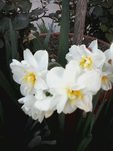 20140409_183139_resized - Florile Anului 2014