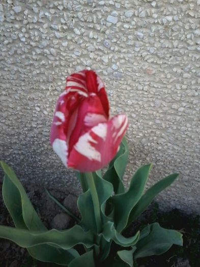 20140409_183149_resized - Florile Anului 2014