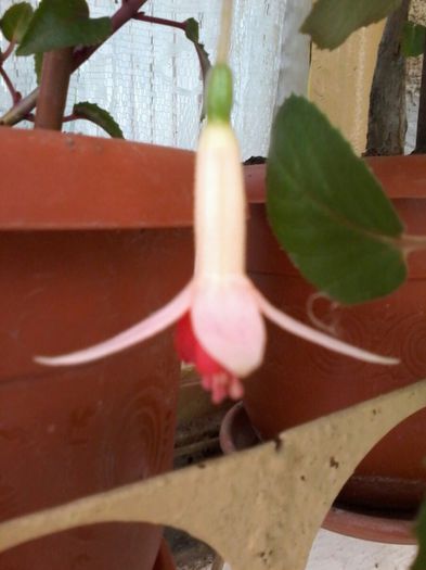 20140409_183445_resized - Florile Anului 2014