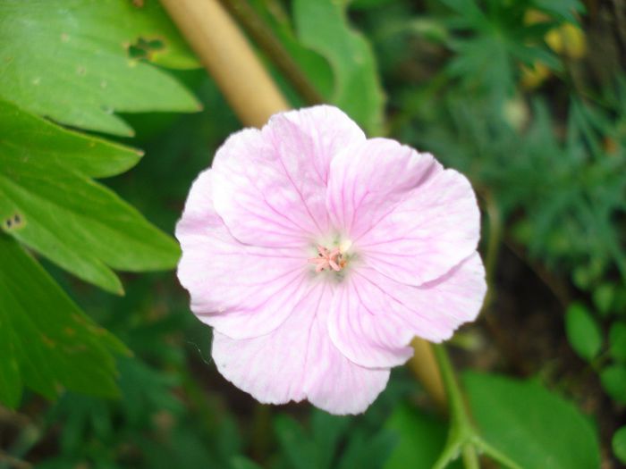 geranium sanguineum striatum - Gradina in 2014
