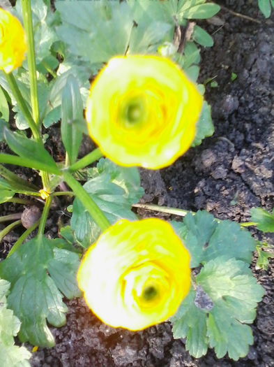 ranunculus