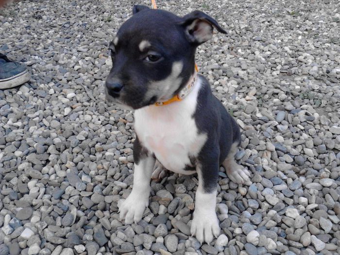 F 1...6 saptamani - DE VANZARE PUI PITBULL BLUE NEGRU TRICOLOR- 0742279929 EXPIRAT 1