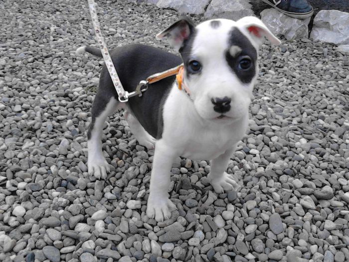 Oakley Pitbull De Vanzare Southern Wisconsin Bluegrass Music