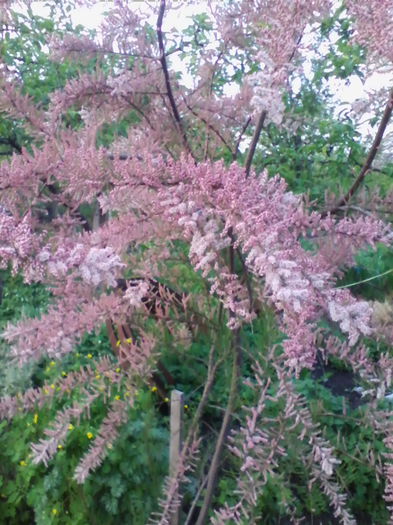 tamarix