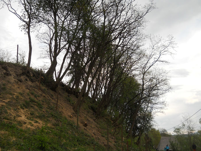 muzeu (60) - Sarbatoare la Muzeu