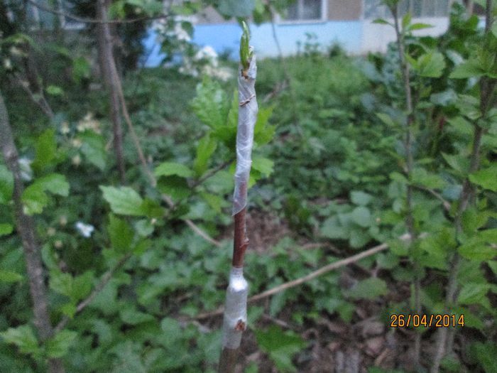 piersic amalia pe corcodus; sa aiba si copiii ce sa savureze la bloc. urmeaza tot la bloc sa fac un prun, si un cais.
