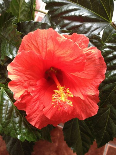 image - hibiscusi