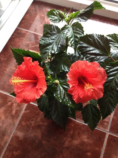 image - hibiscusi