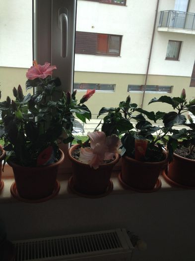 image - hibiscusi