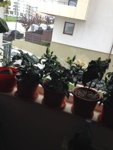 image - hibiscusi