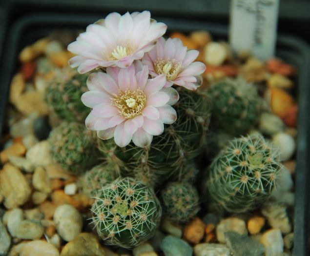 Gymnocalycium bruchii - Gymnocalycium bruchii