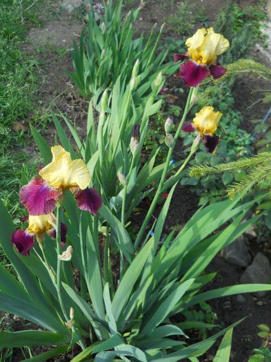 DSCN1386_029