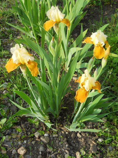DSCN1387_030