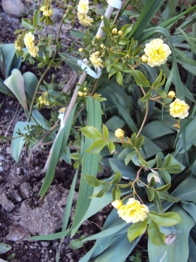 DSC03626 - Lady Banksiae Lutea