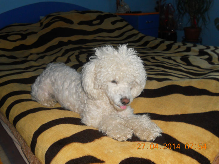 DSCN5560 - Sofy Alvin Bella -Rasa BIJON BOLOGNEZE