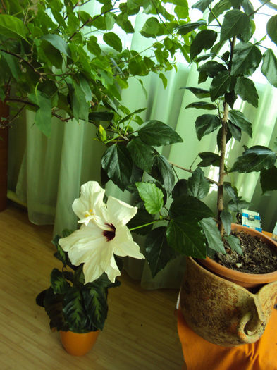 DSC02300 - Hibiscus