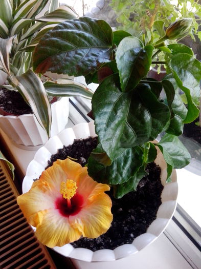 IMG_20140426_170008 - frumosul meu