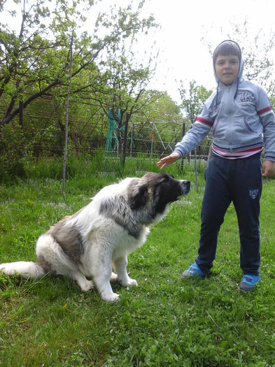 20140426_103134 - Caini ciobanesti din localitate