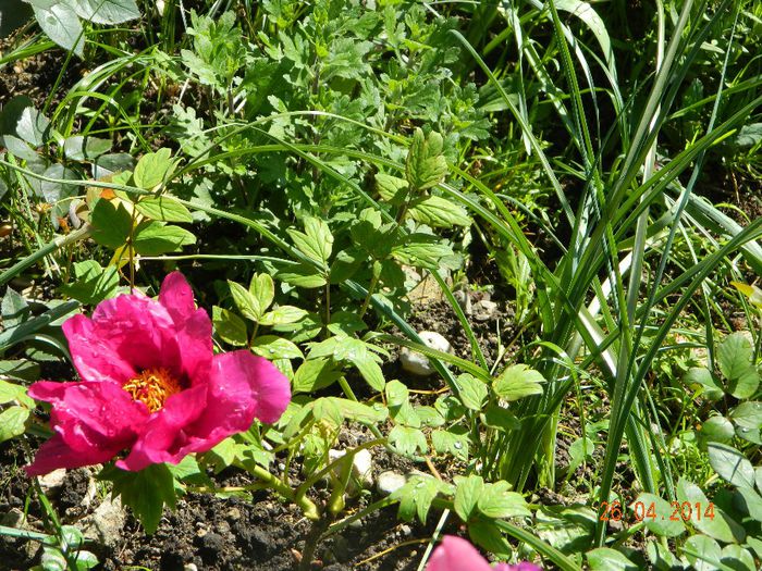 DSCN7213 - Flori 2014