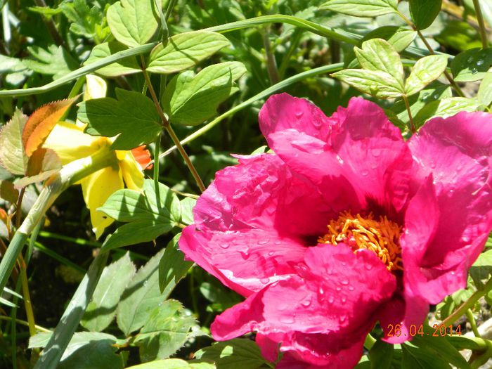 DSCN7219 - Flori 2014