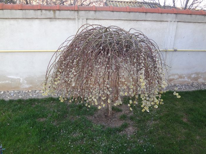 Salix caprea - Arbusti