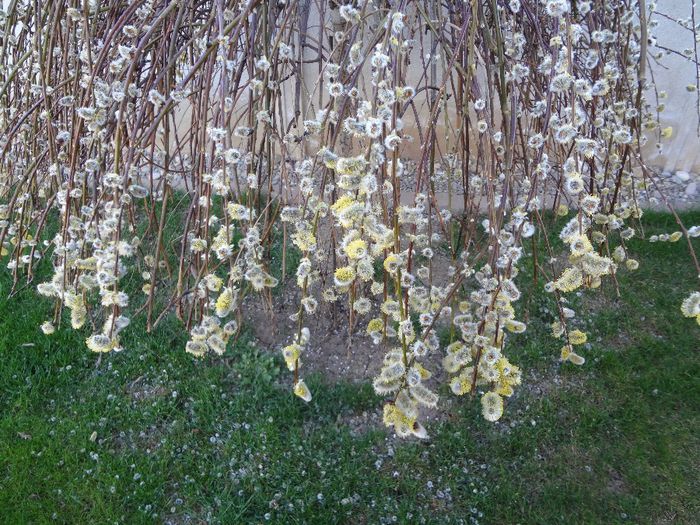 Salix caprea - Arbusti