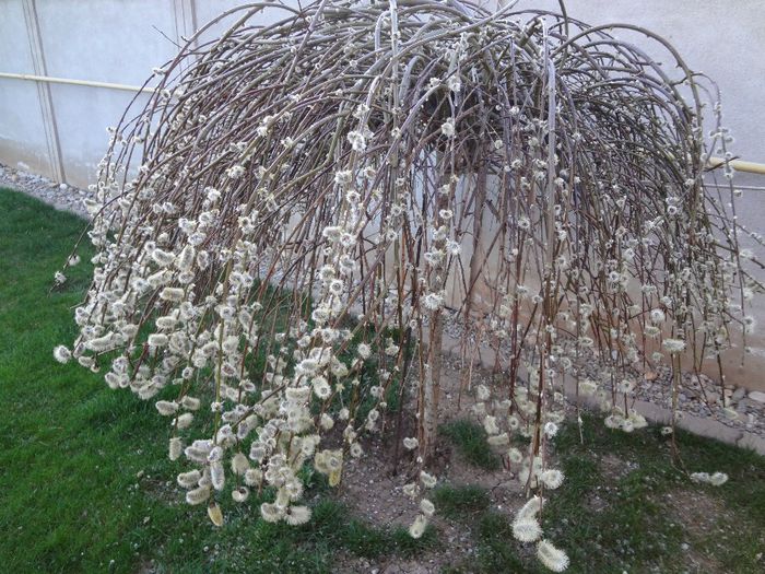 Salix caprea - Arbusti