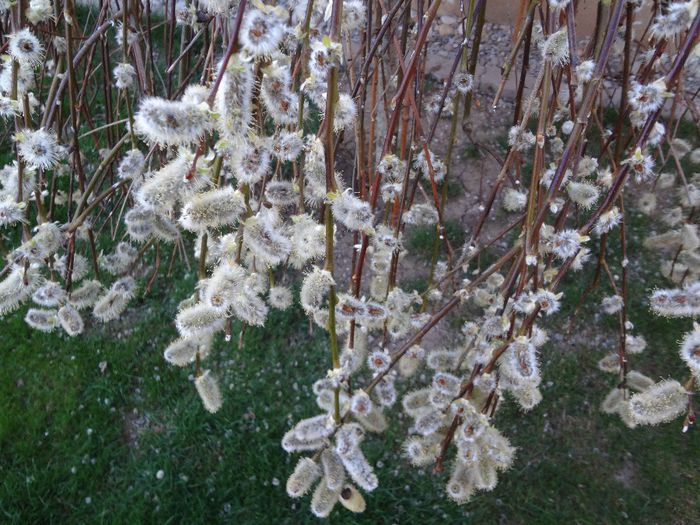 Salix caprea - detaliu - Arbusti