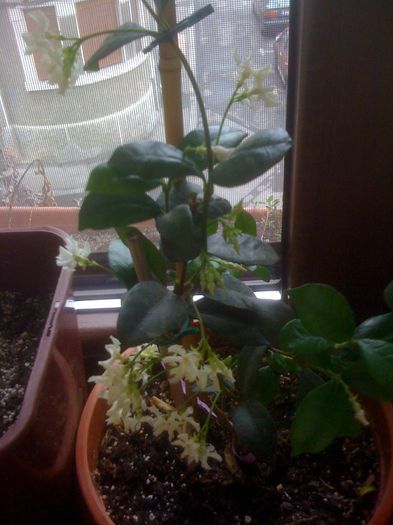 5 - Trachelospermum jasminoides