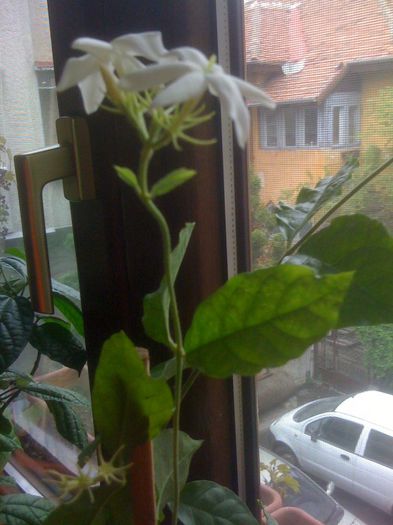 3 - Jasminum Sambac Maid Of Orleans