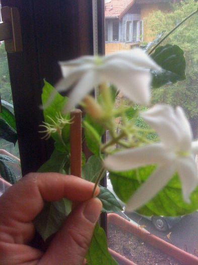 5 - Jasminum Sambac Maid Of Orleans