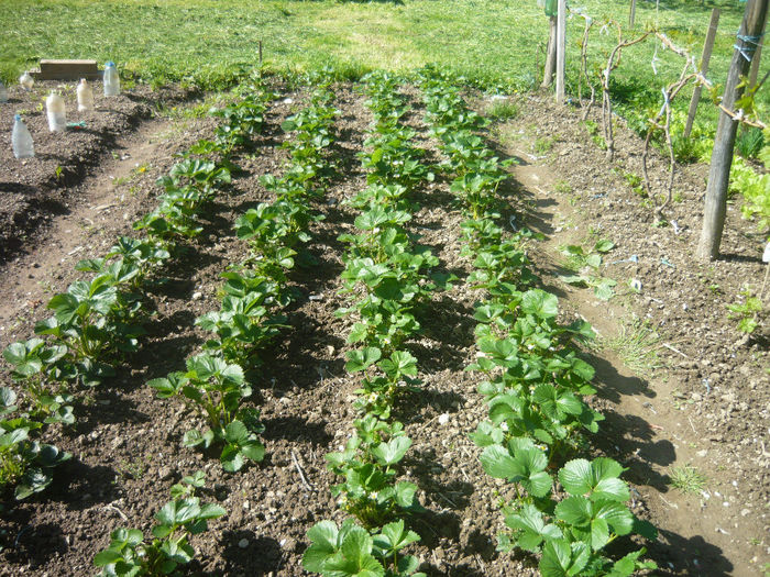 c6; cei din partea stanga sant inmultiti din stoloni iesiti din planta mama
