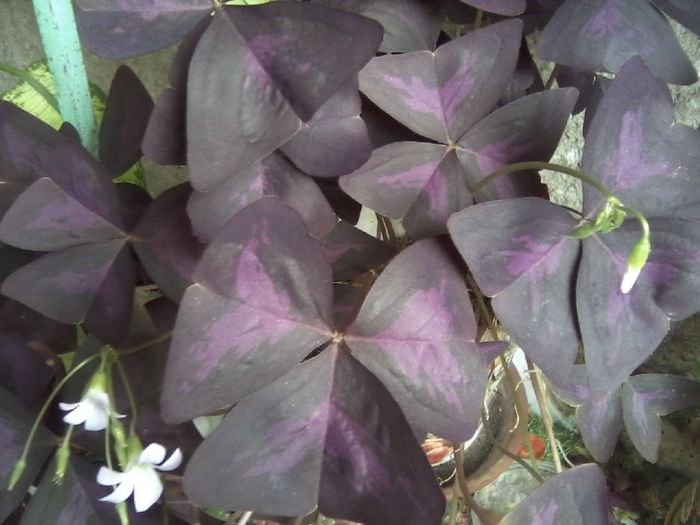 Oxalis fluturas mov ... - Flori dragi 2014