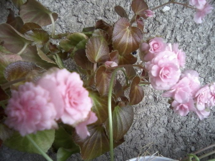 Begonia roz - Flori dragi 2014