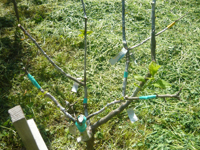 P1050470; tuti fruti cais piersic nectarin  prune grase rosii si negre plus prune albe de la maryane
