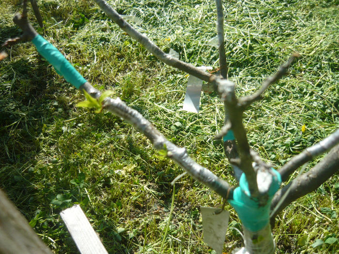 P1050471; partea cu prune albe de la maryane
