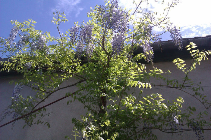 IMAG1031 - Wisteria