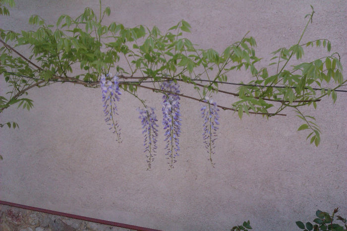 IMAG1030 - Wisteria