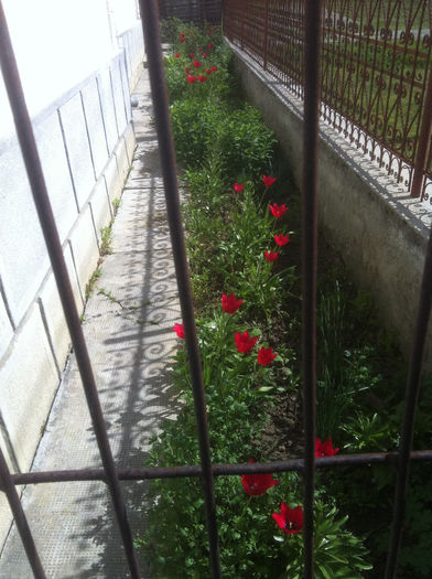 lalele - Flori din curte