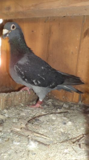 BELGIANU 2007; AMINTIRE
