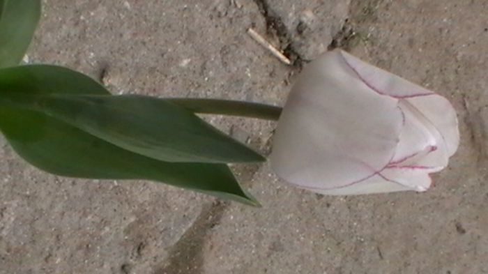 Copy of IMGA0279 - primavara 2014 flori de primavara