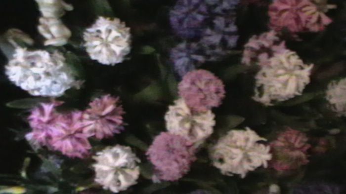 Copy of IMGA0330 - primavara 2014 flori de primavara