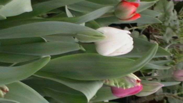 Copy of IMGA0358 - primavara 2014 flori de primavara