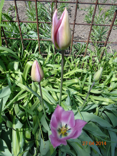  - 00 Culoare-gingasie-parfum 2014-2015