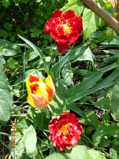  - 00 Culoare-gingasie-parfum 2014-2015