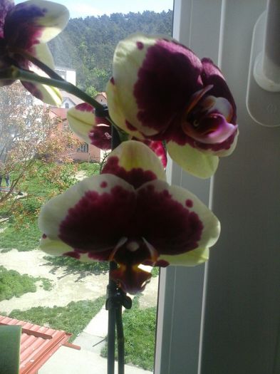 mov cu margini galbene superba - orhideele mele