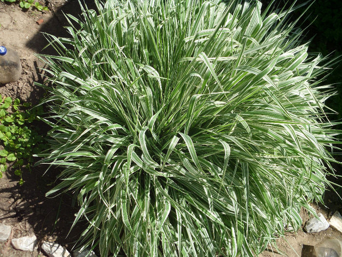 Phalaris arundinacea "Picta" 5 lei 4-5 fire - a Disponibil 2014