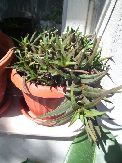 Haworthia glabrata 5lei pui planta - a Disponibil 2014