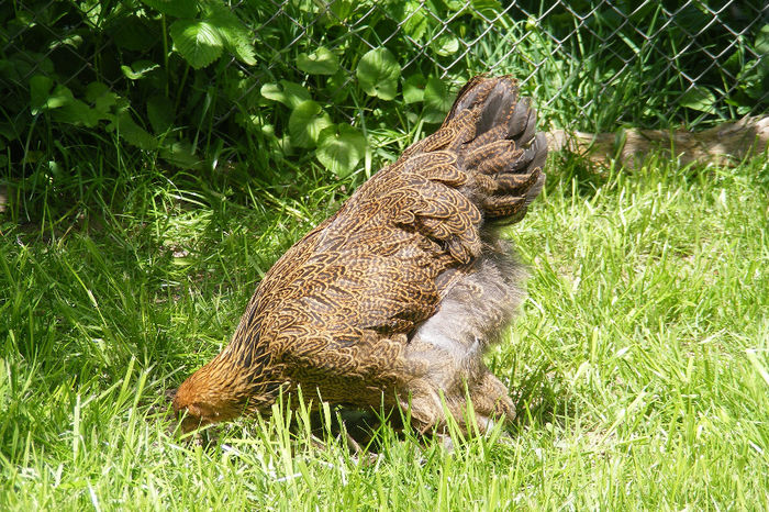 PUICUTE BRAHMA (38) - 1b___PUICUTE BRAHMA 2014