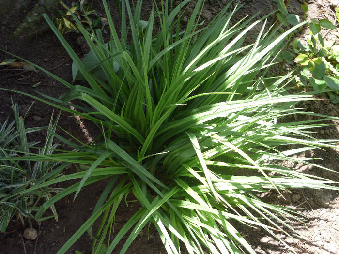 tradescantia andersoniana 3lei firul